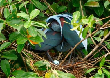 Two blue-feathered birds stand together in a leafy nest, partially covering a single white egg among branches and green leaves—reminiscent of nature’s wonders discovered while rio celeste hiking.