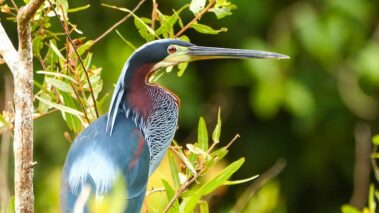 A tricolored heron with blue and white plumage and a long beak stands among green leafy branches, reminiscent of the vibrant wildlife seen during Rio Celeste hiking adventures.