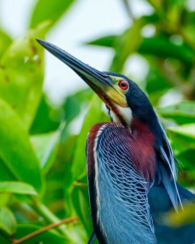 A close-up of a heron with a sharp beak and striking plumage, standing among green leaves—a serene scene often spotted along rio celeste hiking trails.