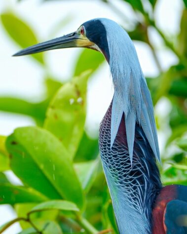 A close-up of a heron with blue-gray feathers and a long beak, standing among green leaves along the scenic trail during a Rio Celeste hiking adventure.