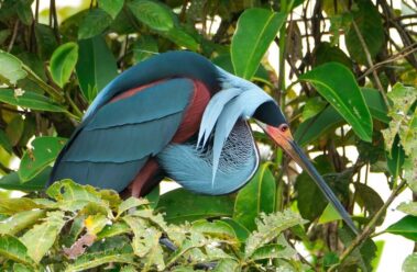 A large, colorful bird with blue, gray, and rust feathers perches among green leaves, partially hidden by the foliage—an enchanting sight often glimpsed during Rio Celeste hiking adventures.