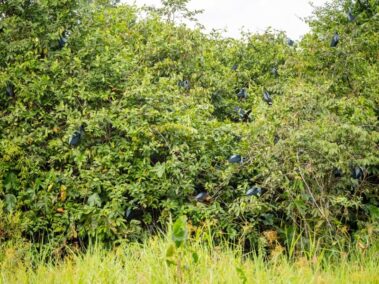 A dense green bush with many black birds perched throughout the branches evokes the vibrant scenery found on a Rio Celeste hiking trail; tall grass is visible in the foreground.