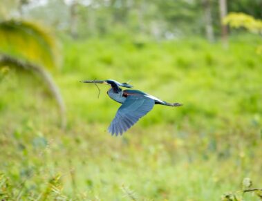 A blue bird flies with a twig in its beak against a blurred green background, capturing the vibrant spirit often encountered on rio celeste hiking trails.