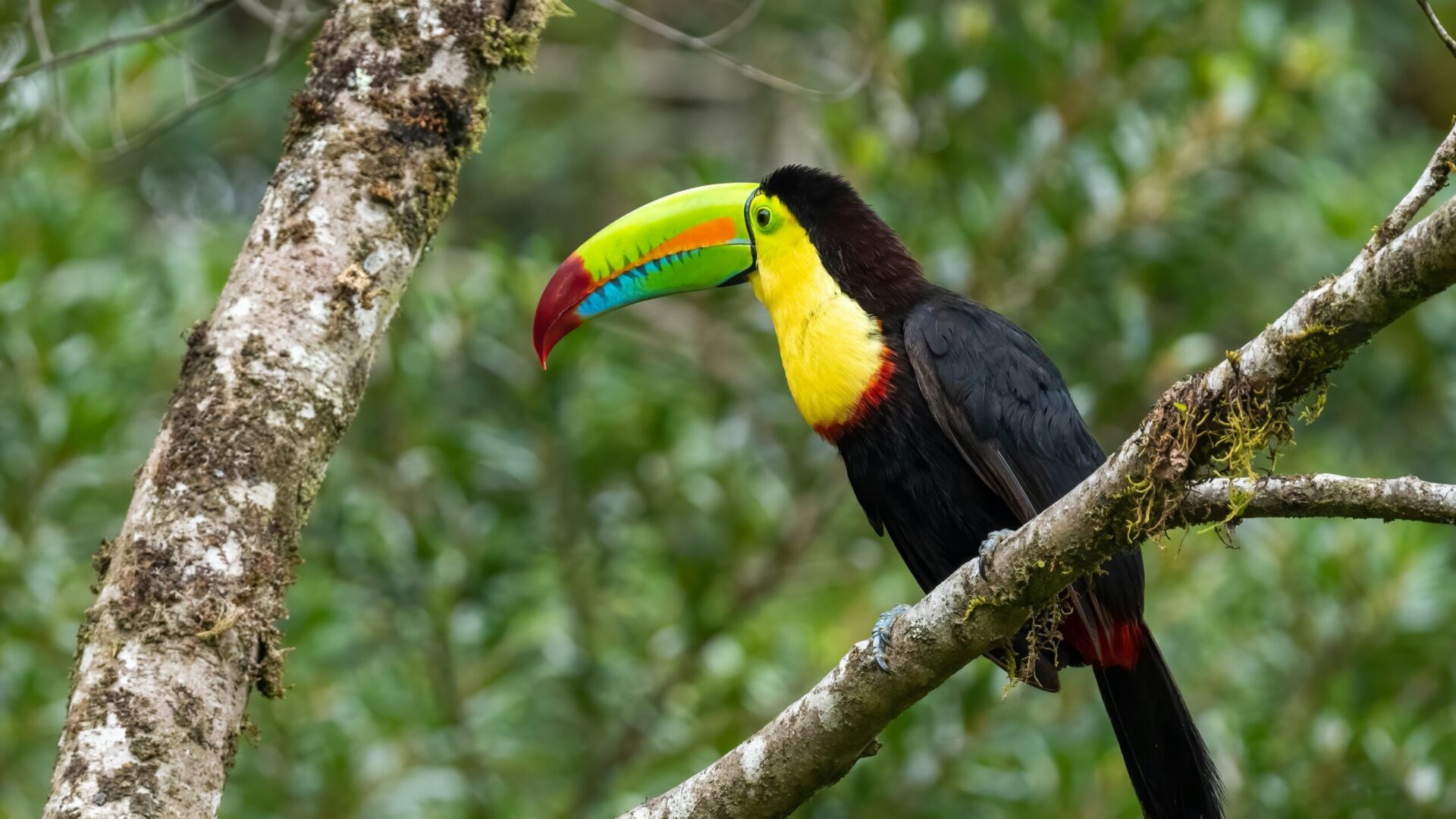 A keel-billed toucan with a colorful beak and yellow chest is perched on a mossy tree branch against a blurred green background, capturing the vibrant beauty of toucans in Costa Rica’s lush forests.