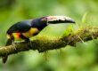 A colorful toucan with a large beak perched on a mossy branch against a blurred green background—a beautiful sight when exploring where to see toucans in Costa Rica.