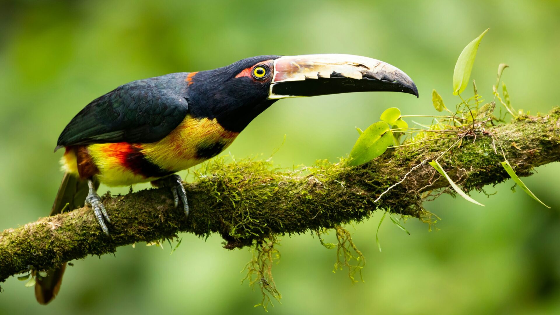 A colorful toucan with a large beak perched on a mossy branch against a blurred green background—a beautiful sight when exploring where to see toucans in Costa Rica.