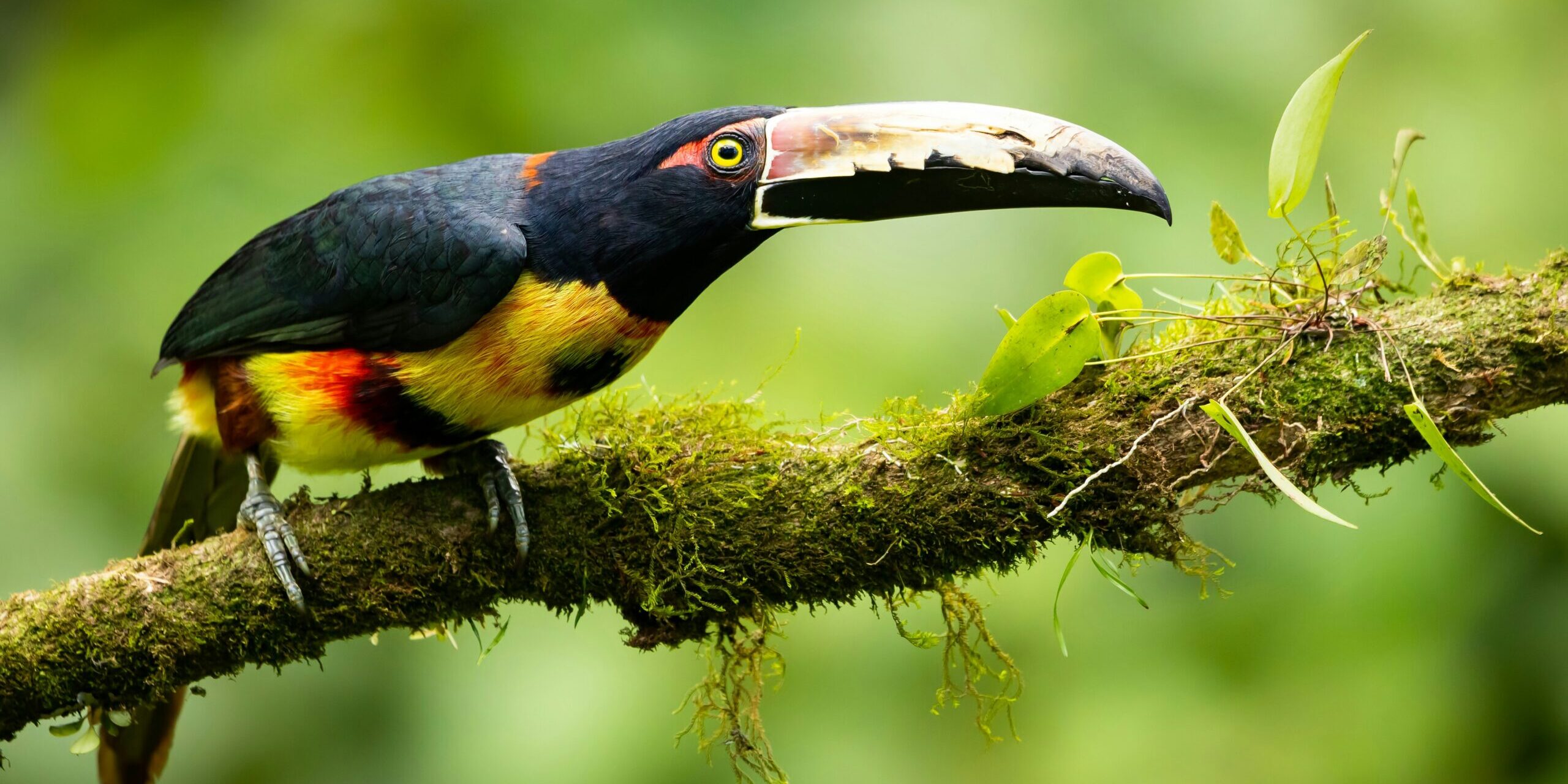 A colorful toucan with a large beak perched on a mossy branch against a blurred green background—a beautiful sight when exploring where to see toucans in Costa Rica.