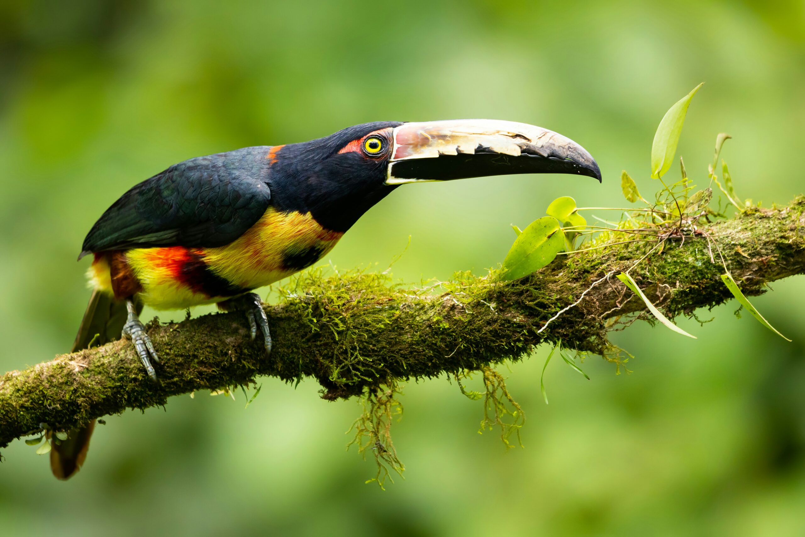 Collared Aracari (Pteroglossus torquatus) A colorful toucan with a large beak perched on a mossy branch against a blurred green background—a beautiful sight when exploring where to see toucans in Costa Rica.