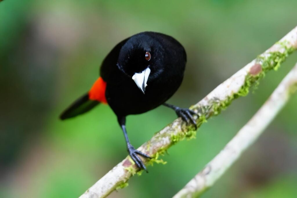 A Scarlet-rumped Tanager, with its striking red patch near the tail, perches on a mossy branch and gazes at the camera against a blurred green background. A Scarlet-rumped Tanager, with its striking red patch near the tail, perches on a mossy branch and gazes at the camera against a blurred green background.