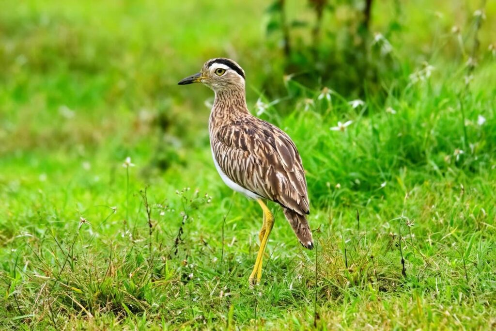 A brown and white Double-striped Thick-knee with yellow legs stands in green grass, facing left. A brown and white Double-striped Thick-knee with yellow legs stands in green grass, facing left.