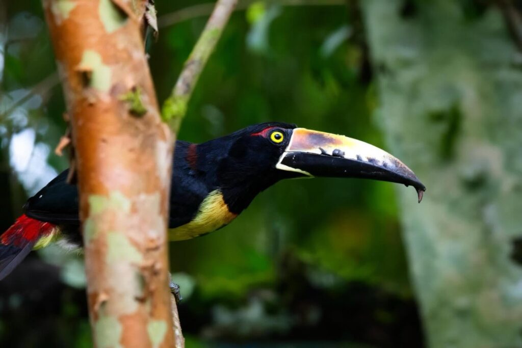 A close-up of a colorful toucan perched on a branch, its yellow eye and striking black-and-yellow bill visible—one of the vibrant toucans in Río Celeste—set against a blurred forest background. A close-up of a colorful toucan perched on a branch, its yellow eye and striking black-and-yellow bill visible—one of the vibrant toucans in Río Celeste—set against a blurred forest background.