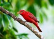A bright red Summer Tanager perches on a branch with a yellow insect in its beak, surrounded by green blurred foliage in the background.
