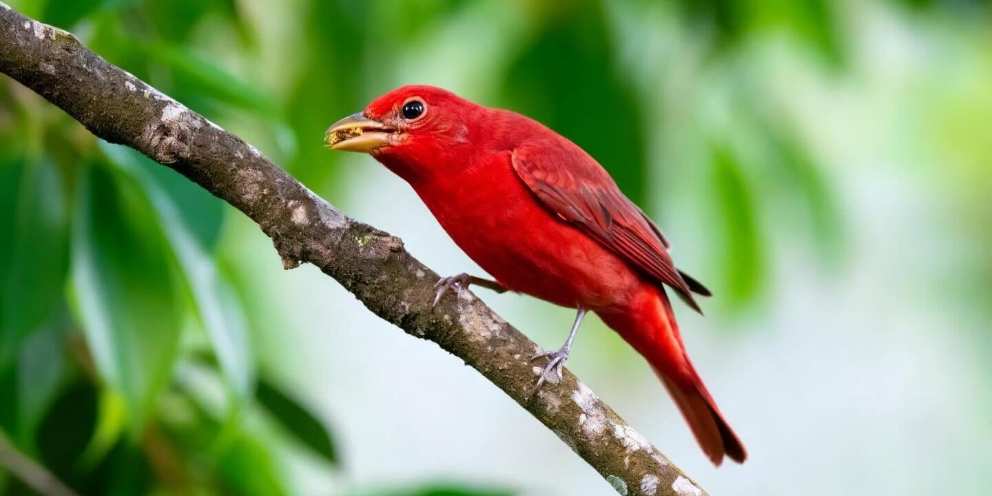 A bright red Summer Tanager perches on a branch with a yellow insect in its beak, surrounded by green blurred foliage in the background. A bright red Summer Tanager perches on a branch with a yellow insect in its beak, surrounded by green blurred foliage in the background.