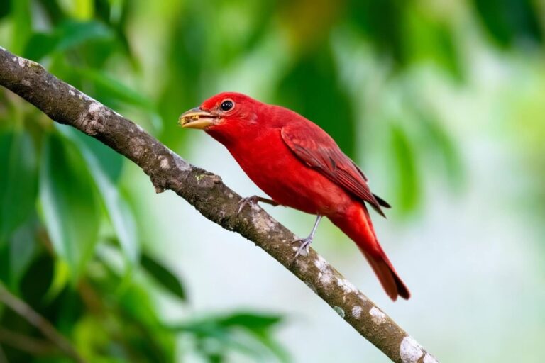A bright red Summer Tanager perches on a branch with a yellow insect in its beak, surrounded by green blurred foliage in the background. A bright red Summer Tanager perches on a branch with a yellow insect in its beak, surrounded by green blurred foliage in the background.