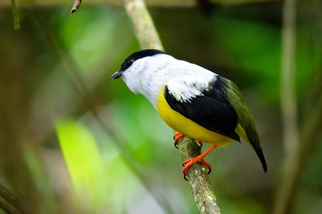 A White-collared Manakin with a white head, black cap, yellow belly, and black and olive wings perches on a branch against a green, blurred background. A White-collared Manakin with a white head, black cap, yellow belly, and black and olive wings perches on a branch against a green, blurred background.