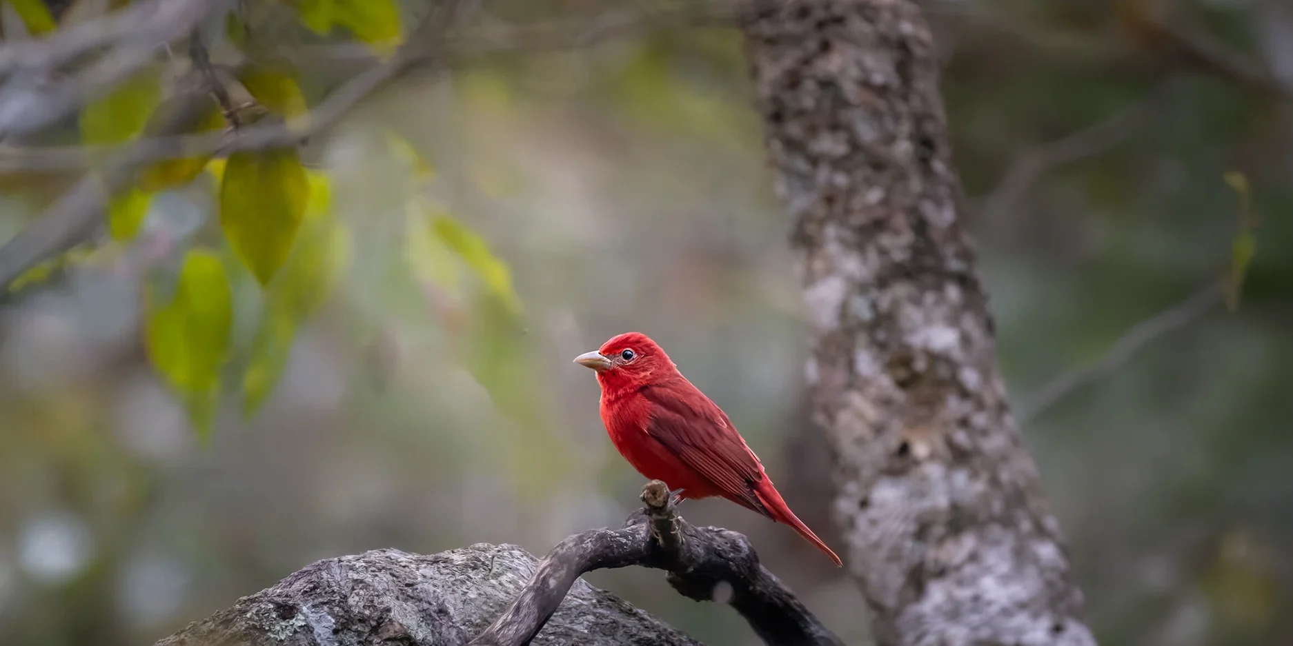 A Summer Tanager, a bright red bird perches on a branch in a natural forest setting, with blurred green leaves and tree trunks in the background—much like the lush landscapes where to see toucans in Costa Rica.