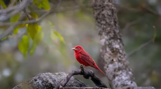 A Summer Tanager, a bright red bird perches on a branch in a natural forest setting, with blurred green leaves and tree trunks in the background—much like the lush landscapes where to see toucans in Costa Rica.