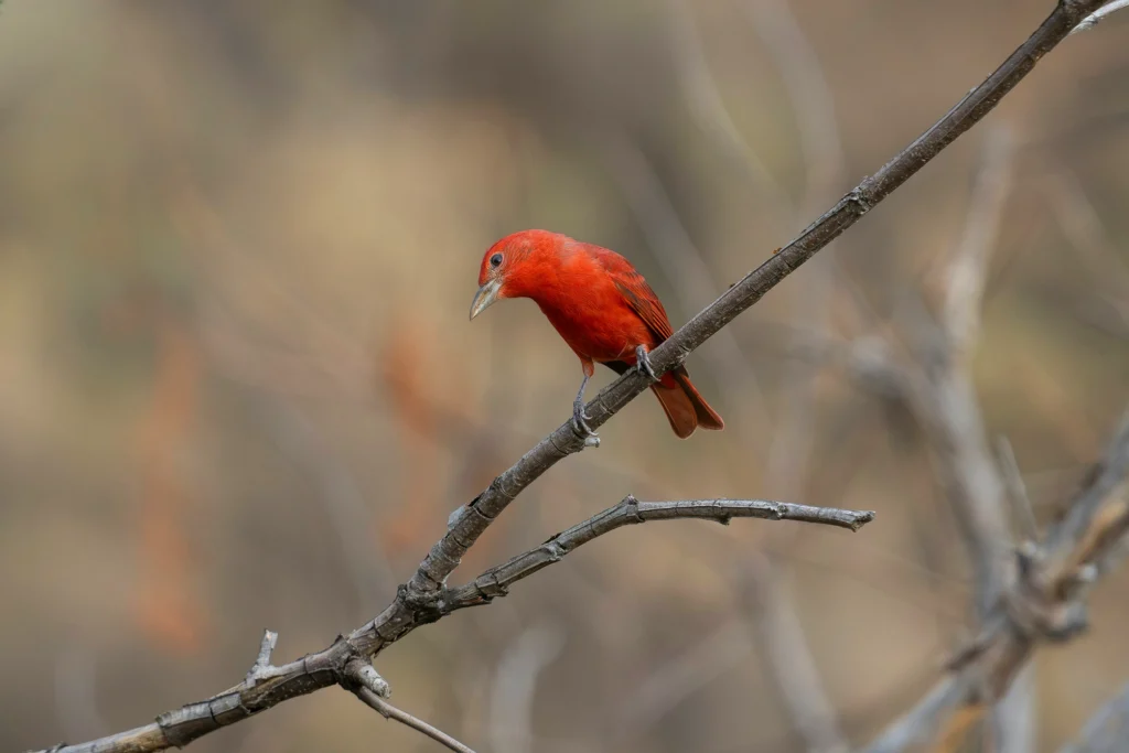 A bright red Summer Tanager perches on a bare tree branch against a blurred brown background, evoking the vibrant wildlife found in Río Celeste.