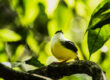 A White Collared Manakin in Río Celeste with yellow and white plumage perches on a branch surrounded by green leaves and blurred foliage in the background.