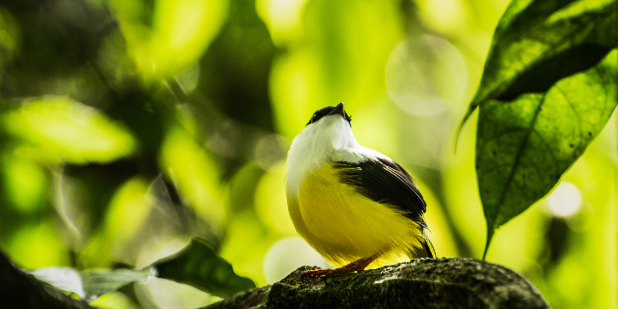 A White Collared Manakin in Río Celeste with yellow and white plumage perches on a branch surrounded by green leaves and blurred foliage in the background. A White Collared Manakin in Río Celeste with yellow and white plumage perches on a branch surrounded by green leaves and blurred foliage in the background.