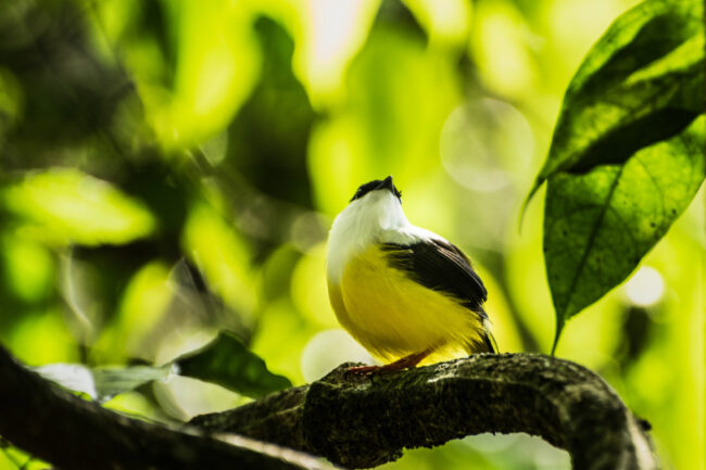 A White Collared Manakin in Río Celeste with yellow and white plumage perches on a branch surrounded by green leaves and blurred foliage in the background. A White Collared Manakin in Río Celeste with yellow and white plumage perches on a branch surrounded by green leaves and blurred foliage in the background.
